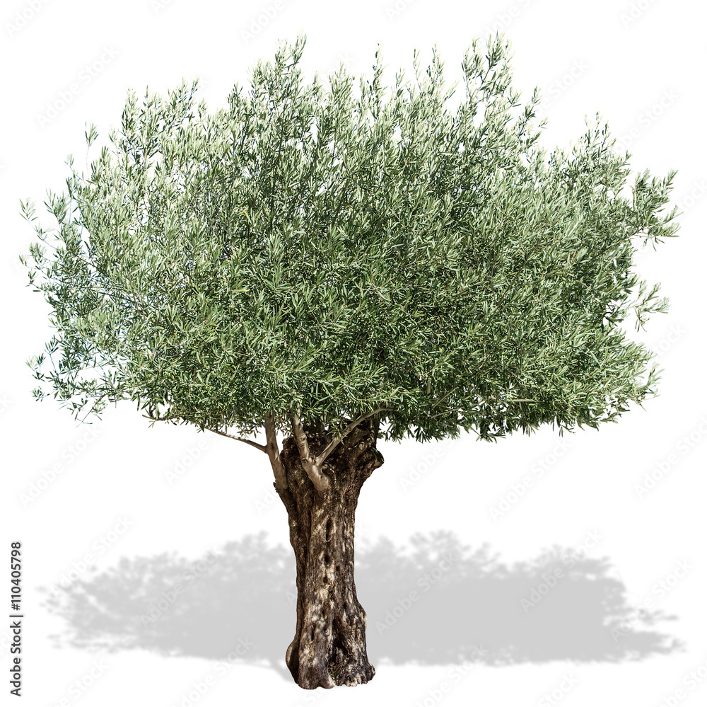 Olive tree  on a white background. - obrazy, fototapety, plakaty 