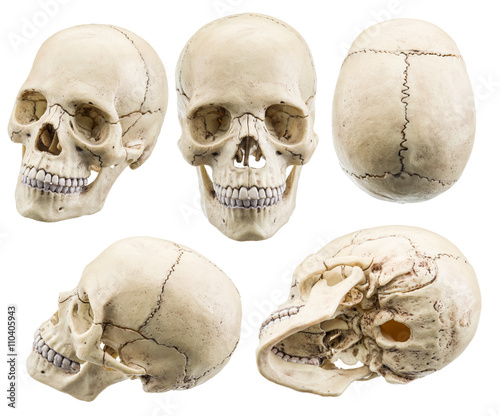 Obraz na płótnie Skull model isolated on a white background.