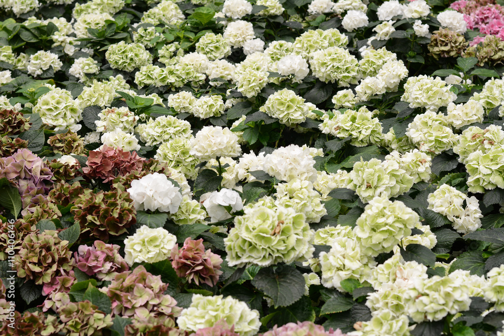Hydrangeas Hydrangeas