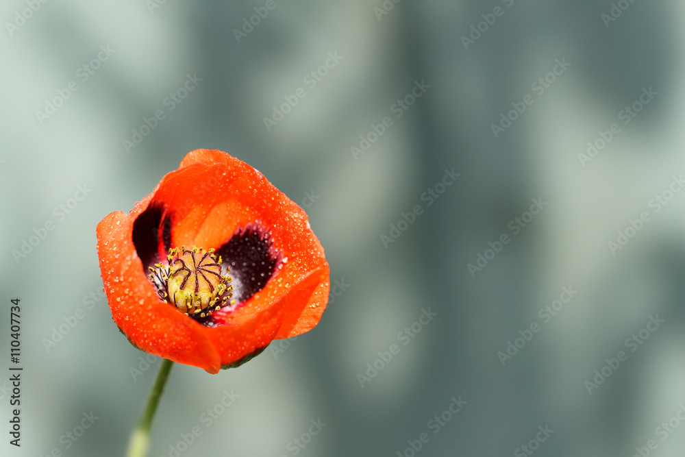 Fototapeta premium closeup of a blossoming red poppy with raindrops after rain on gray background
