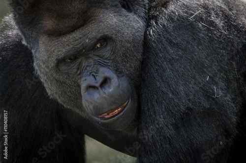 Close up portrait of a silver back gorilla showing face end expression