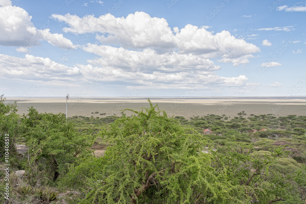 Plain landscape of Serengeti National Park panorama with acacia trees in foreground against blue sky background. Tanzania, Africa.
