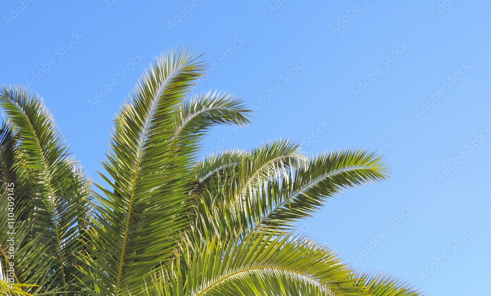 Palm leaves and clear blue sky