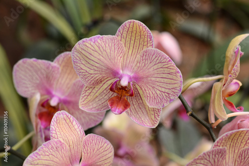 Phalaenopsis