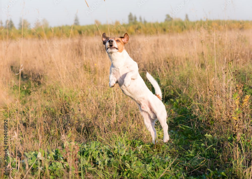 Dog playing, jumping high at summer meadow
