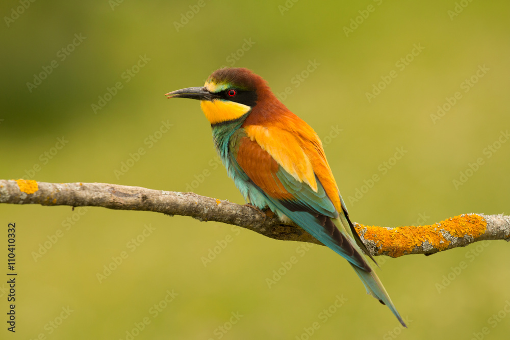 Small bird with a nice plumage Small bird with a nice plumage