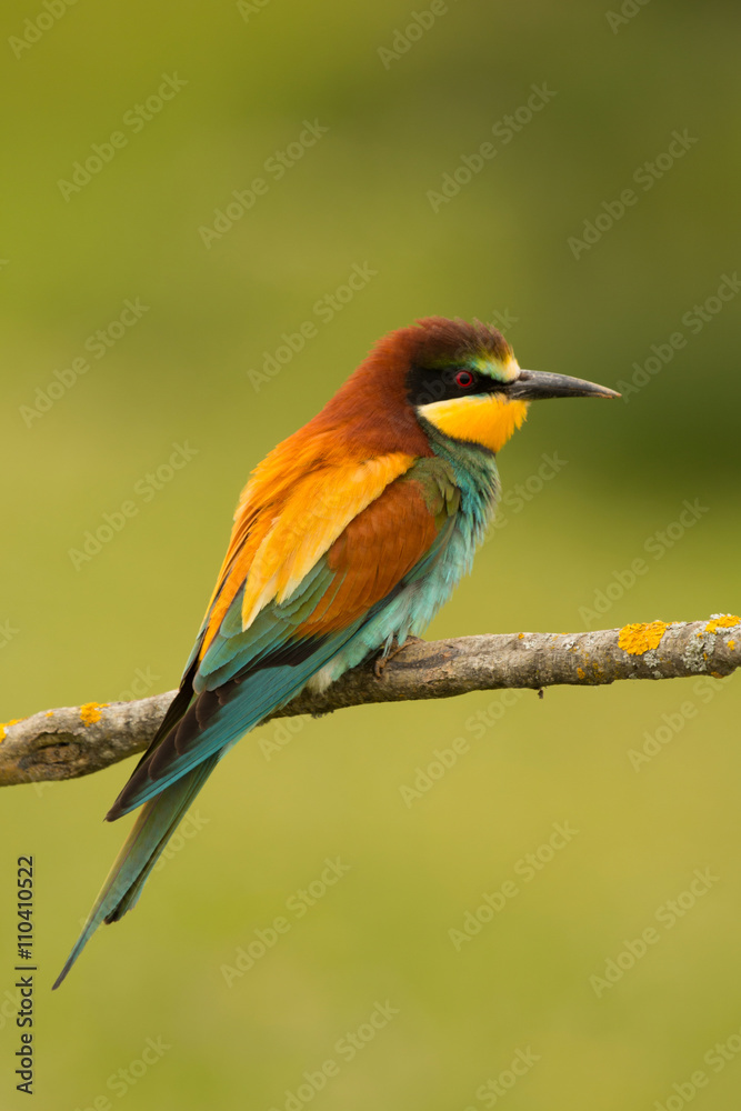 Small bird with a nice plumage Small bird with a nice plumage
