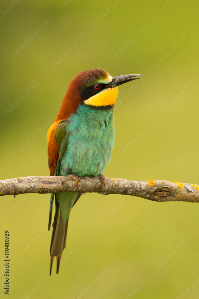 Small bird with a nice plumage Small bird with a nice plumage