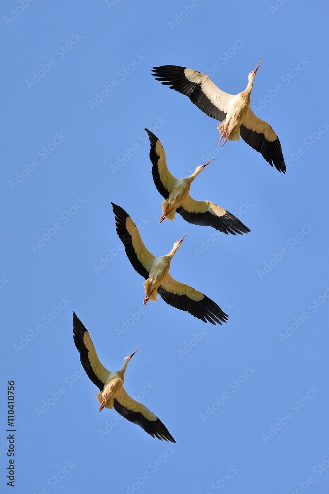 Obraz premium Il volo della cicogna 