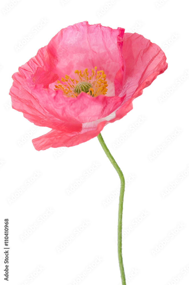 Fototapeta premium pink poppy isolated on white