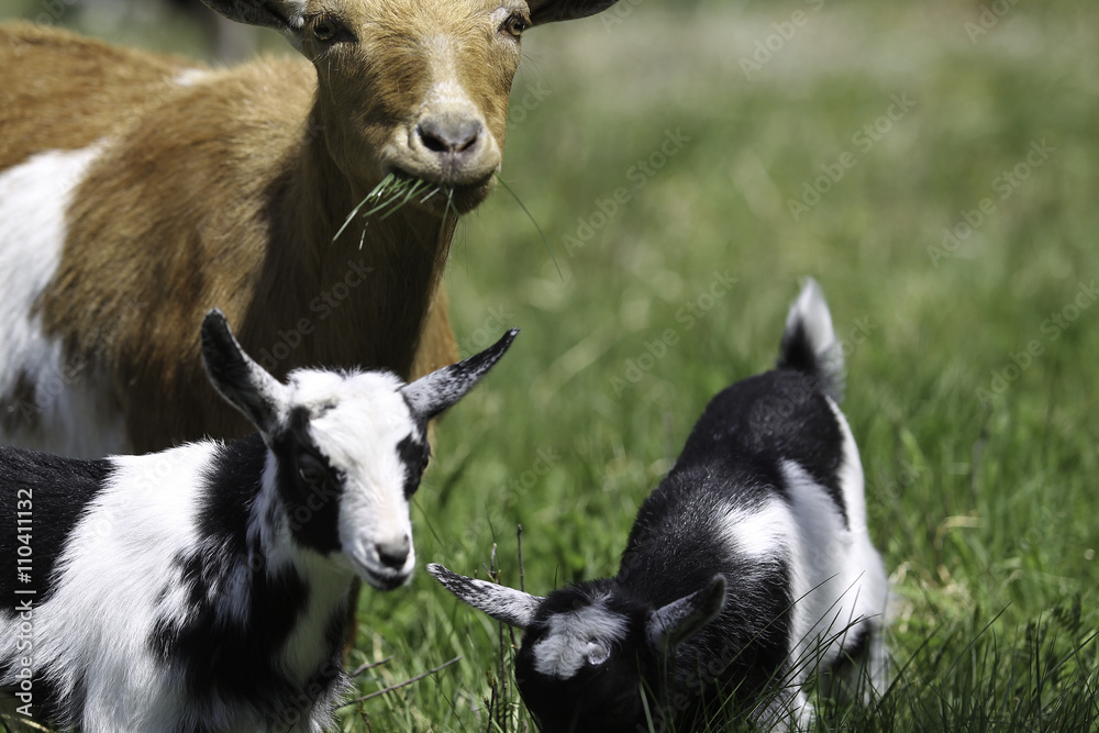 Mother Goat and Bobies