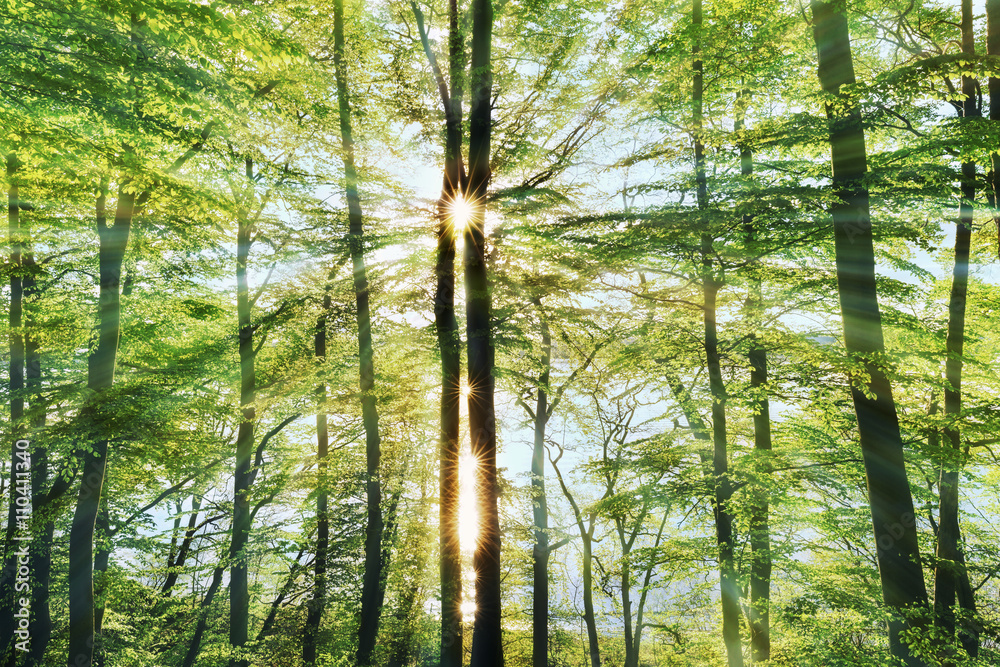 Fototapeta premium Die Magie des Waldes