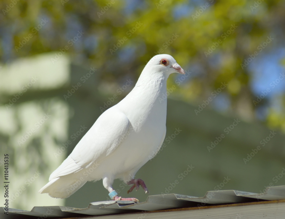 Obraz premium white dove