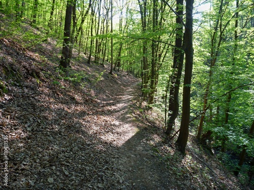 hiking trail in the green wood