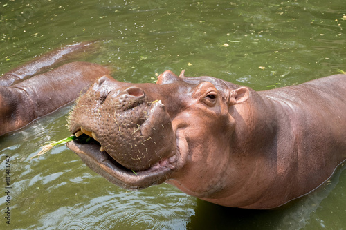 Hippopotamus swimming in water and looking for food.