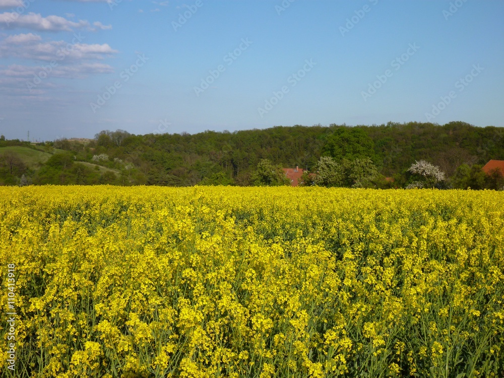 landscape with yellow rape plant fielw