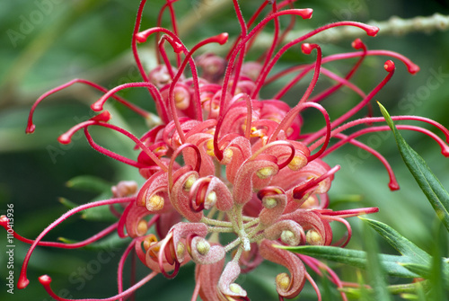 close up of red australian grevillea photo