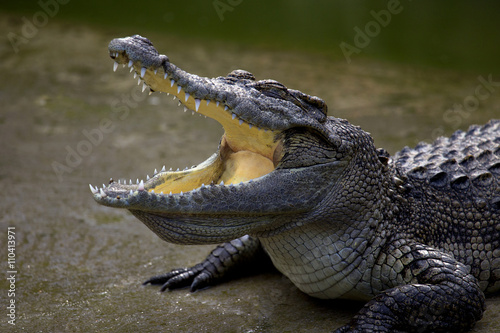 Crocodile open its mouth