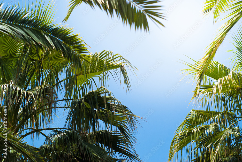 Fototapeta premium Palm trees leaves against the sky