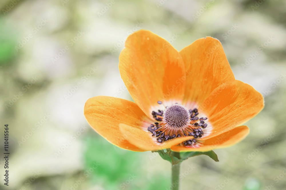 Closeup beautiful yellow flower on blurred background Closeup beautiful yellow flower on blurred background