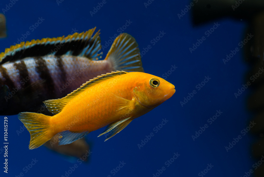 aquarium fish labidochromis yellow aquarium fish labidochromis yellow