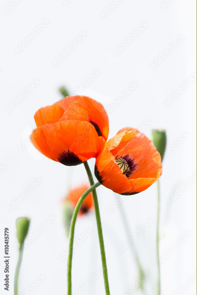 Fototapeta premium closeup two blossoming red poppies on white background. love concept.soft focus, shallow DOF. vertical composition