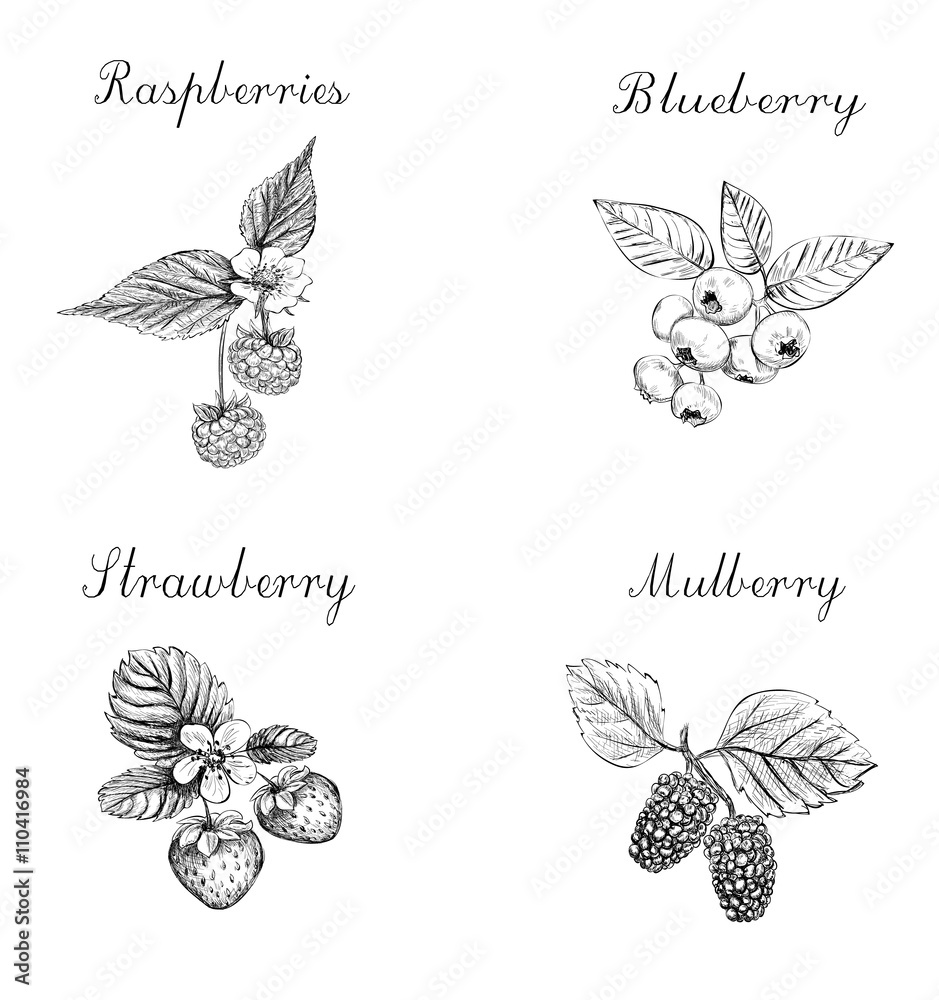 Blueberries, raspberries, strawberries and mulberries vector ill Stock