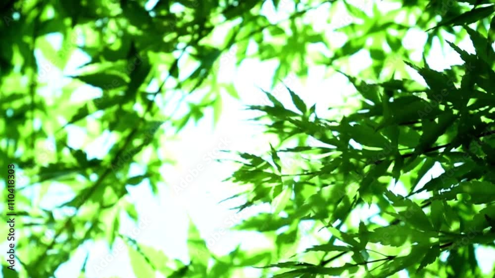風に揺れる新緑 風に揺れる新緑