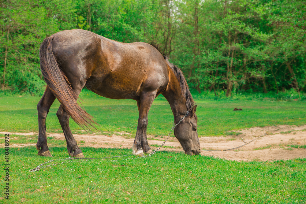brown horse in a forest brown horse in a forest