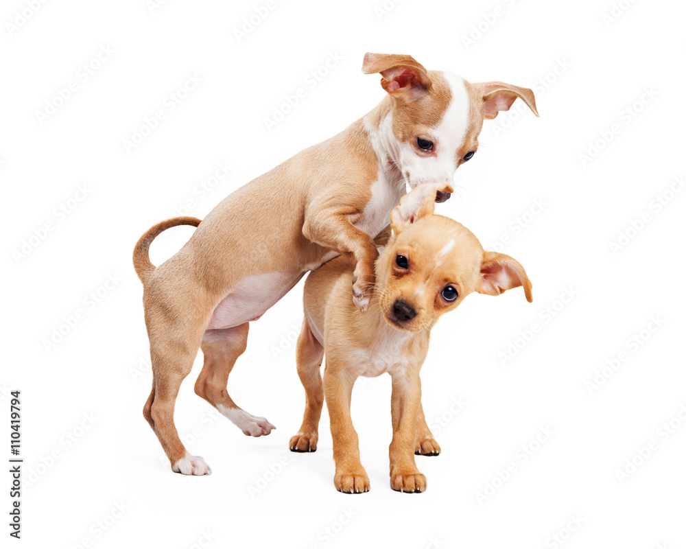 Two puppies playing on white background