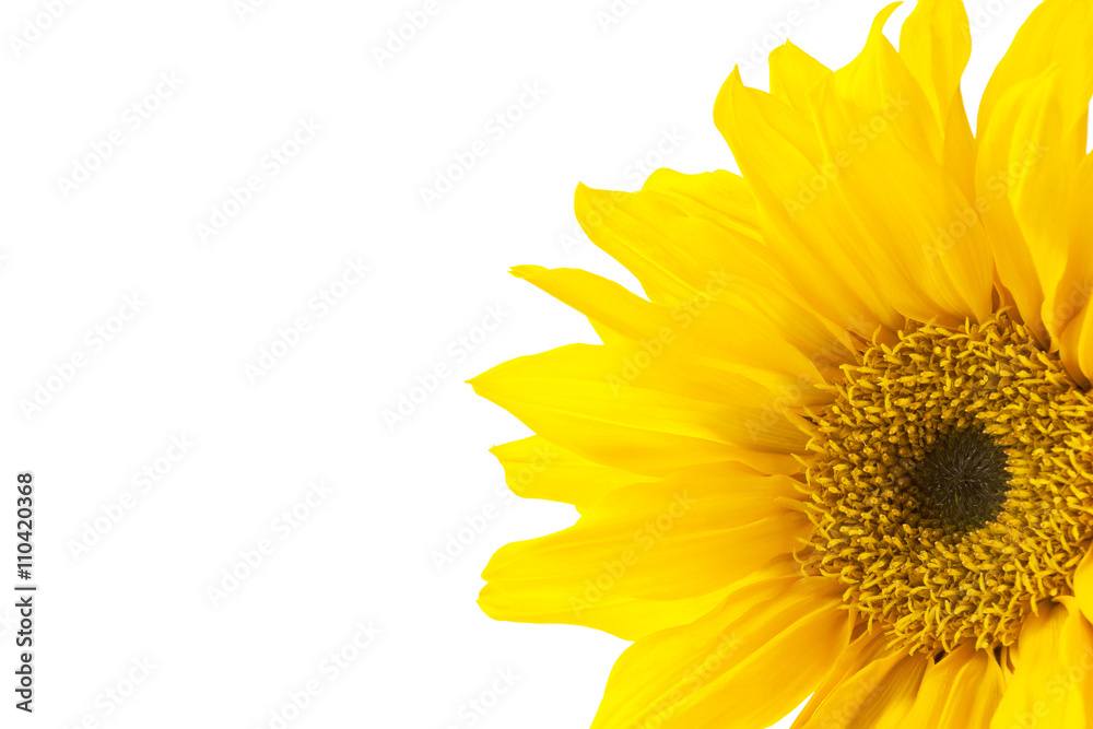 cropped image of a sunflower