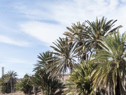 Canary Palm Trees in the dessert of the islands.