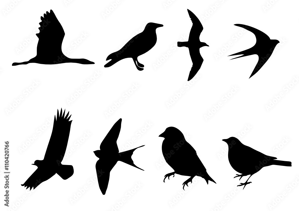 Fototapeta premium Oiseaux