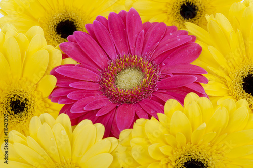 pink daisy surrounded by  yellow daisies