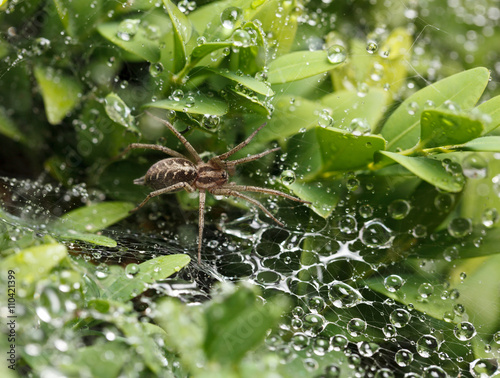 Spider in leaves after rain