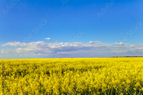 Yellow oilseed rape field