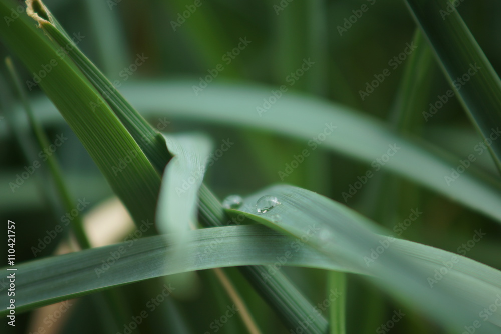 Natural background of green grass
Natural background of green grass