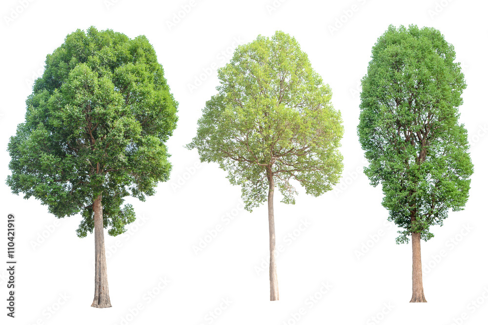 Fototapeta premium Tree collection