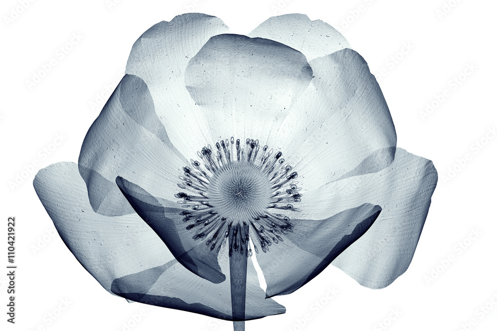 Fototapeta x-ray obraz kwiatu na białym, mak Papaver