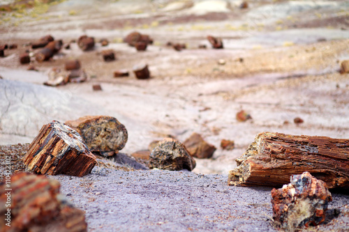 Stunning petrified wood in the Petrified Forest National Park, Arizona