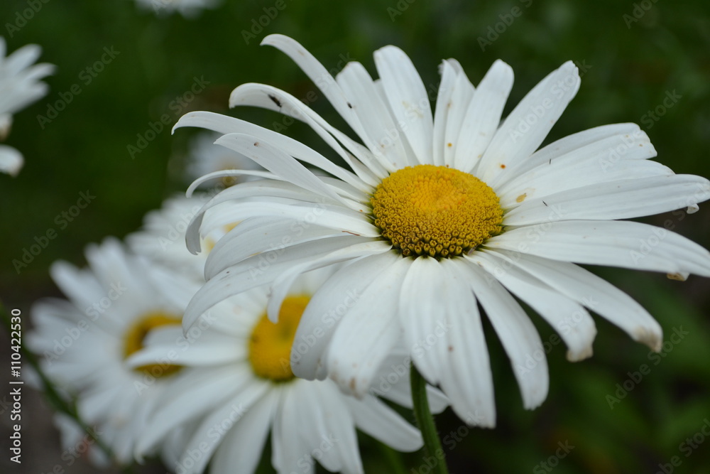 Fototapeta premium margrieten in de border van een siertuin