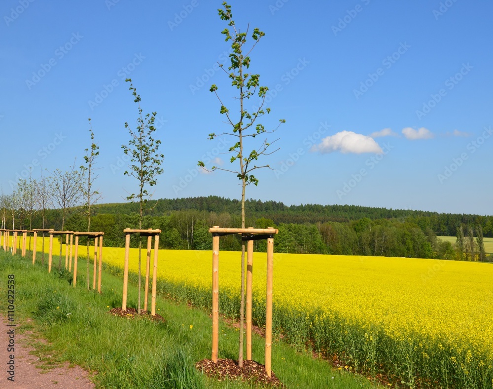 Fototapeta premium Junge Bäume am Feldrand eines blühenden Rapsfeldes
