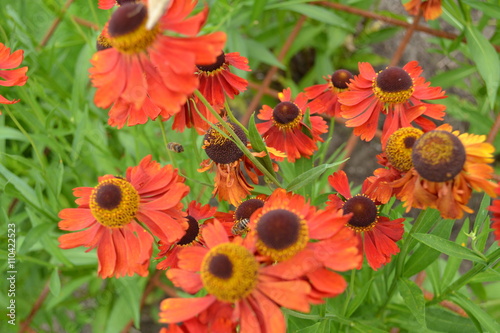 rudbeckia's in de border van een siertuin photo