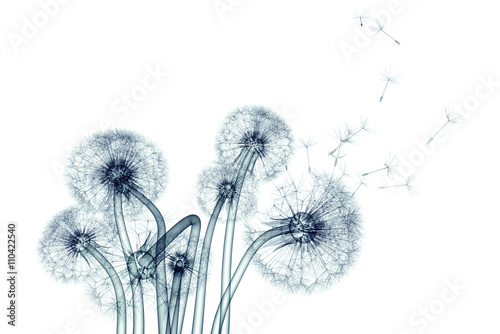 Naklejka zdjęcie rentgenowskie kwiat na białym tle, dandelio Taraxacum
