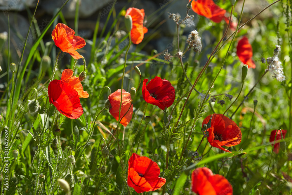 Fototapeta premium poppy field
