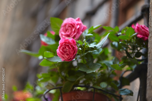 Fototapeta Naklejka Na Ścianę i Meble -  roses in the pot