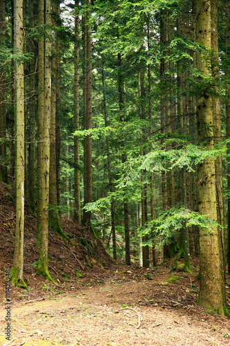 Toscana foresta di Vallombrosa.