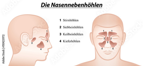 Paranasal sinuses - anterior and lateral view - GERMAN NAMES! Isolated vector illustration over white.