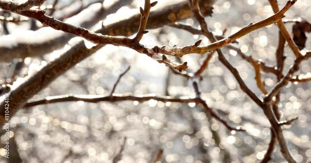 Icicles dripping and melting from swaying tree branch Icicles dripping and melting from swaying tree branch