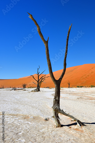 Deadvlei  Sossusvlei. Namibia